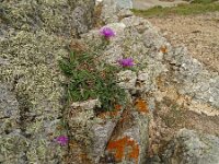 Centaurea jacea 88, Knoopkruid, Saxifraga-Hans Grotenhuis