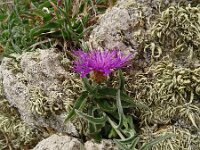 Centaurea jacea 89, Knoopkruid, Saxifraga-Hans Grotenhuis