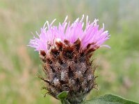 Centaurea jacea sl 35, Knoopkruid, Saxifraga-Rutger Barendse