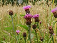 Centaurea jacea sl 36, Knoopkruid, Saxifraga-Rutger Barendse