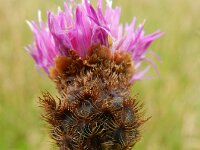 Centaurea jacea sl 37, Knoopkruid, Saxifraga-Rutger Barendse