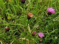 Centaurea jacea sl 38, Knoopkruid, Saxifraga-Rutger Barendse