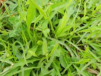 Centaurea jacea sl 39, Knoopkruid, Saxifraga-Rutger Barendse