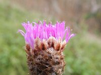 Centaurea jacea sl 40, Knoopkruid, Saxifraga-Rutger Barendse