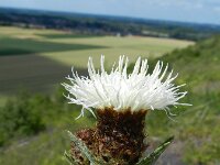 Centaurea jacea sl 41, Knoopkruid, Saxifraga-Rutger Barendse