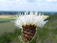 Centaurea jacea sl 42, Knoopkruid, Saxifraga-Rutger Barendse