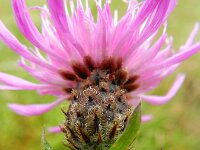 Centaurea jacea sl 43, Knoopkruid, Saxifraga-Rutger Barendse