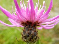 Centaurea jacea sl 44, Knoopkruid, Saxifraga-Rutger Barendse