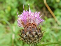 Centaurea jacea sl 45, Knoopkruid, Saxifraga-Rutger Barendse
