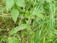 Centaurea jacea sl 46, Knoopkruid, Saxifraga-Rutger Barendse