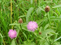 Centaurea jacea sl 47, Knoopkruid, Saxifraga-Rutger Barendse