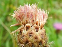 Centaurea jacea sl 48, Knoopkruid, Saxifraga-Rutger Barendse