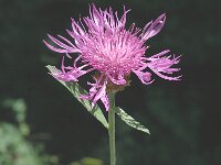 Centaurea jacea ssp angustifolia 5, Saxifraga-Marijke Verhagen