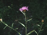 Centaurea jacea ssp angustifolia 7, Saxifraga-Marijke Verhagen