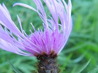 Centaurea jacea ssp decipiens 50, Saxifraga-Rutger Barendse