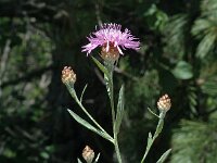 Centaurea jacea ssp gaudinii 8, Saxifraga-Marijke Verhagen