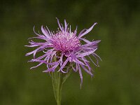Centaurea jacea ssp jacea 12, Knoopkruid, Saxifraga-Jan van der Straaten