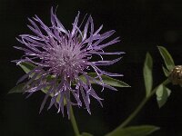Centaurea jacea ssp jacea 13, Knoopkruid, Saxifraga-Marijke Verhagen