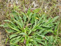 Centaurea jacea ssp jacea 49, Knoopkruid, Saxifraga-Rutger Barendse