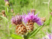 Centaurea jacea ssp jacea 51, Knoopkruid, Saxifraga-Rutger Barendse