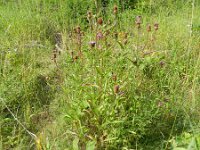 Centaurea jacea ssp jacea 52, Knoopkruid, Saxifraga-Rutger Barendse