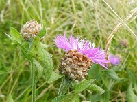 Centaurea jacea ssp jacea 53, Knoopkruid, Saxifraga-Rutger Barendse