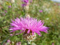 Centaurea jacea ssp jacea 54, Knoopkruid, Saxifraga-Rutger Barendse