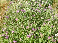 Centaurea jacea ssp jacea 55, Knoopkruid, Saxifraga-Rutger Barendse