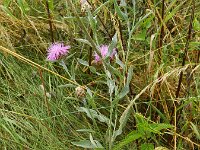 Centaurea jacea ssp jacea 56, Knoopkruid, Saxifraga-Rutger Barendse