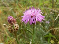 Centaurea jacea ssp jacea 57, Knoopkruid, Saxifraga-Rutger Barendse