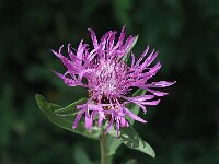 Centaurea jacea ssp jacea 9, Knoopkruid, Saxifraga-Marijke Verhagen