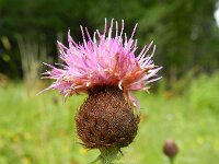 Centaurea jacea ssp nigra 58, Knoopkruid, Saxifraga-Rutger Barendse