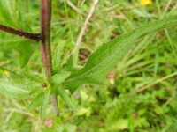 Centaurea jacea ssp nigra 59, Knoopkruid, Saxifraga-Rutger Barendse