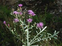 Centaurea leucophaea