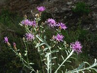 Centaurea leucophaea 2, Saxifraga-Jan van der Straaten