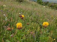 Centaurea macrocephala 7, Saxifraga-Ed Stikvoort