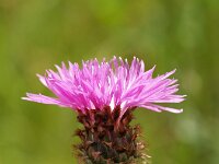 Centaurea macroptilon