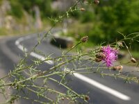Centaurea maculosa