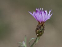 Centaurea maculosa 2, Saxifraga-Willem van Kruijsbergen