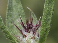 Centaurea melitensis