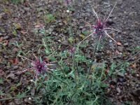 Centaurea melitensis 2, Saxifraga-Ed Stikvoort