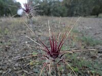 Centaurea melitensis 5, Saxifraga-Ed Stikvoort