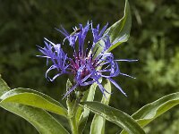 Centaurea montana, Perennial Cornflower