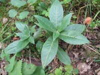 Centaurea montana 13, Bergcentaurie, Saxifraga-Rutger Barendse
