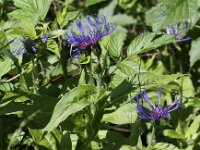Centaurea montana 15, Bergcentaurie, Saxifraga-Peter Meininger