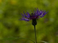 Centaurea montana 16, Bergcentaurie, Saxifraga-Jan Nijendijk