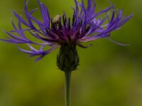 Centaurea montana 17, Bergcentaurie, Saxifraga-Jan Nijendijk