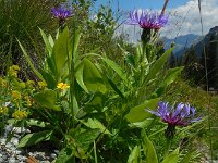 Centaurea montana 23, Bergcentaurie, Saxifraga-Ed Stikvoort
