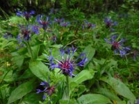 Centaurea montana 25, Bergcentaurie, Saxifraga-Ed Stikvoort