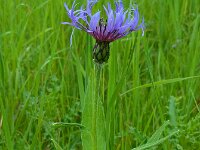 Centaurea montana 28, Bergcentaurie, Saxifraga-Ed Stikvoort